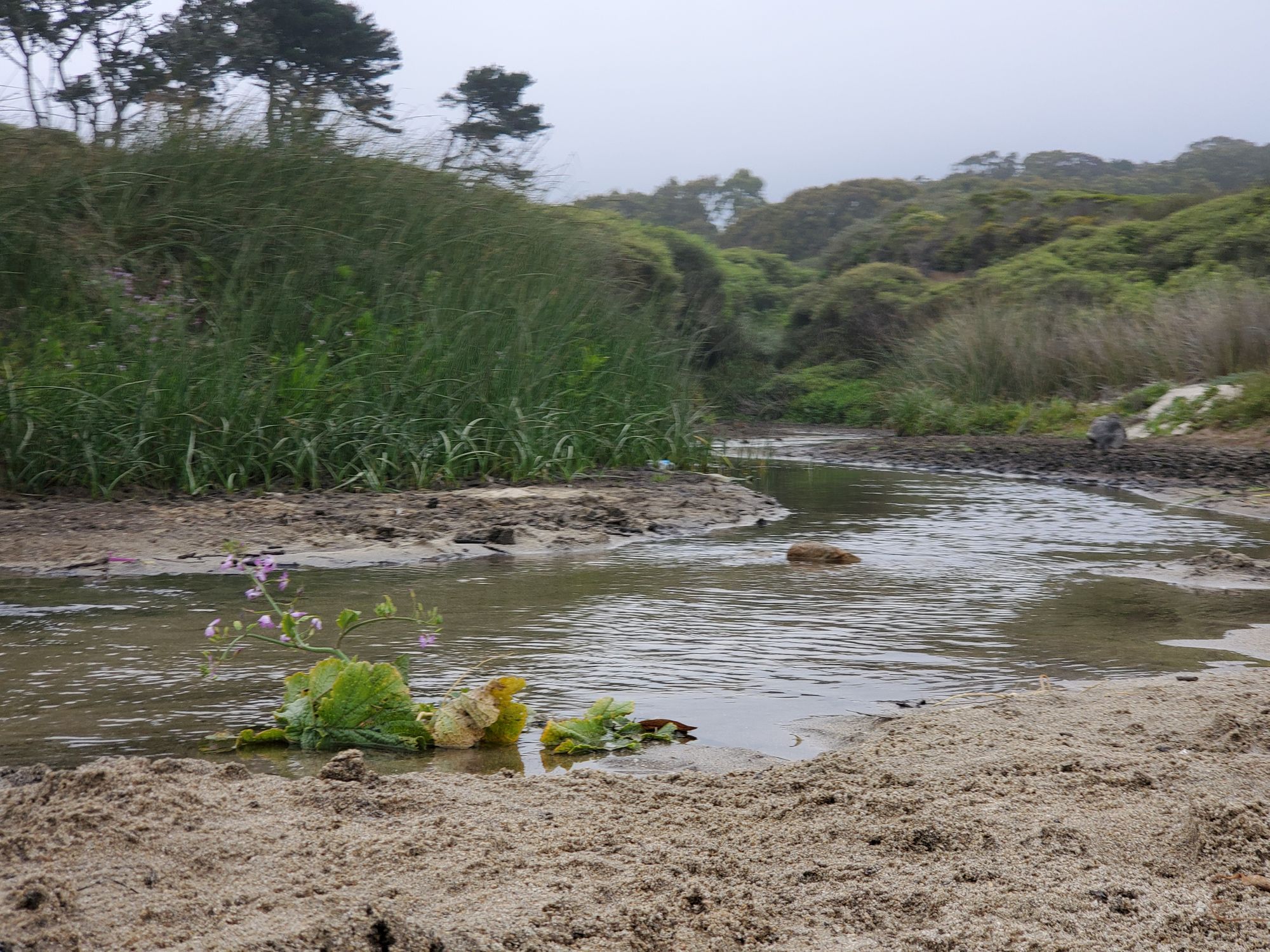 Quarantine Road Trip to Half Moon Bay