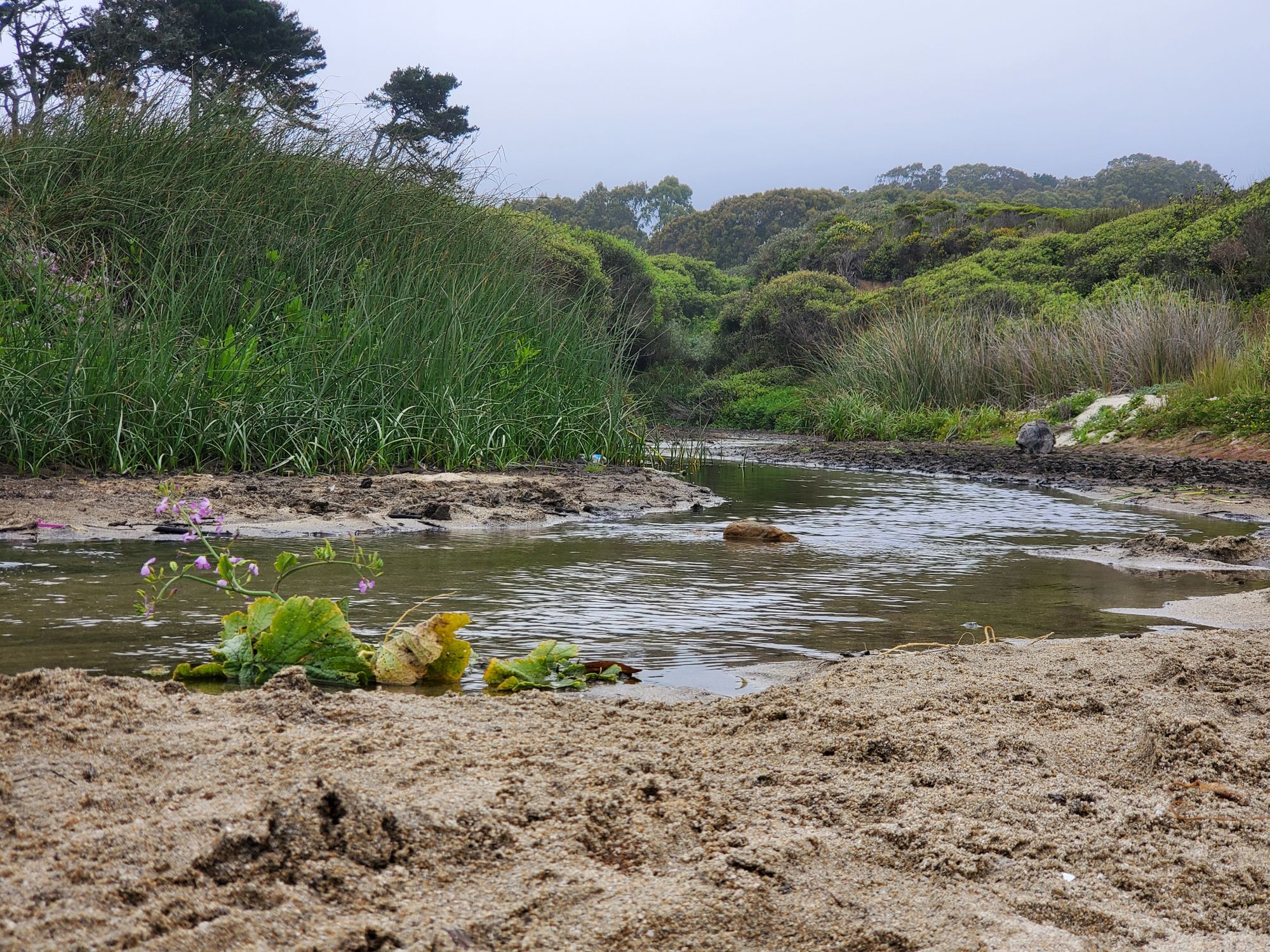 Quarantine Road Trip to Half Moon Bay