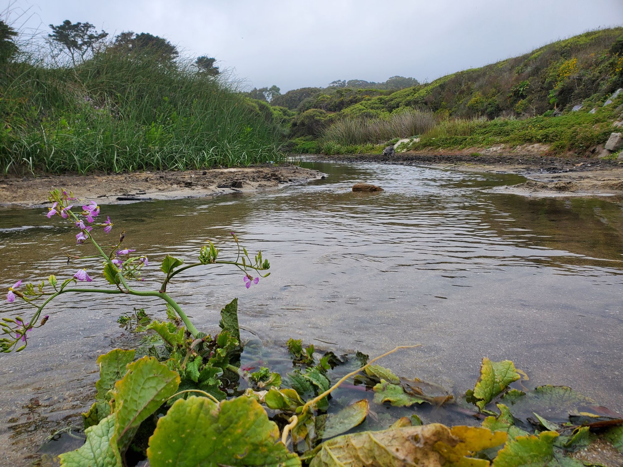 Quarantine Road Trip to Half Moon Bay