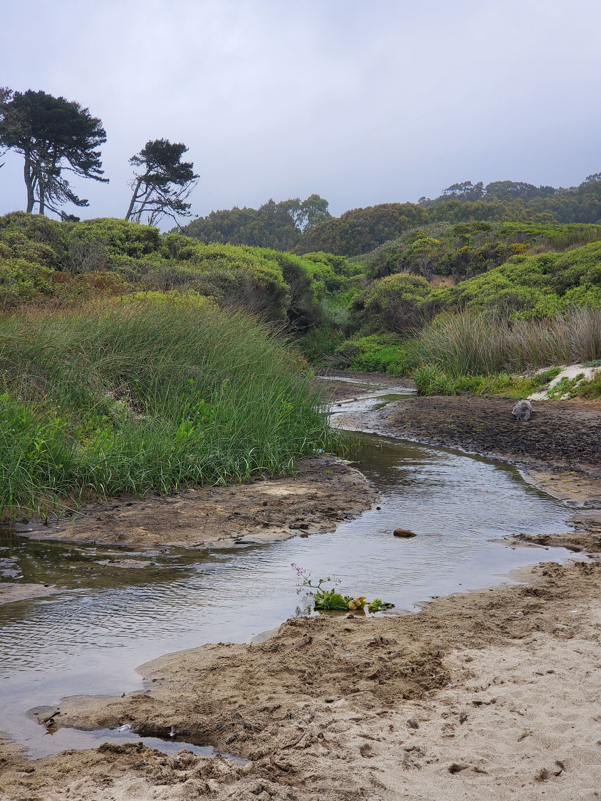 Quarantine Road Trip to Half Moon Bay