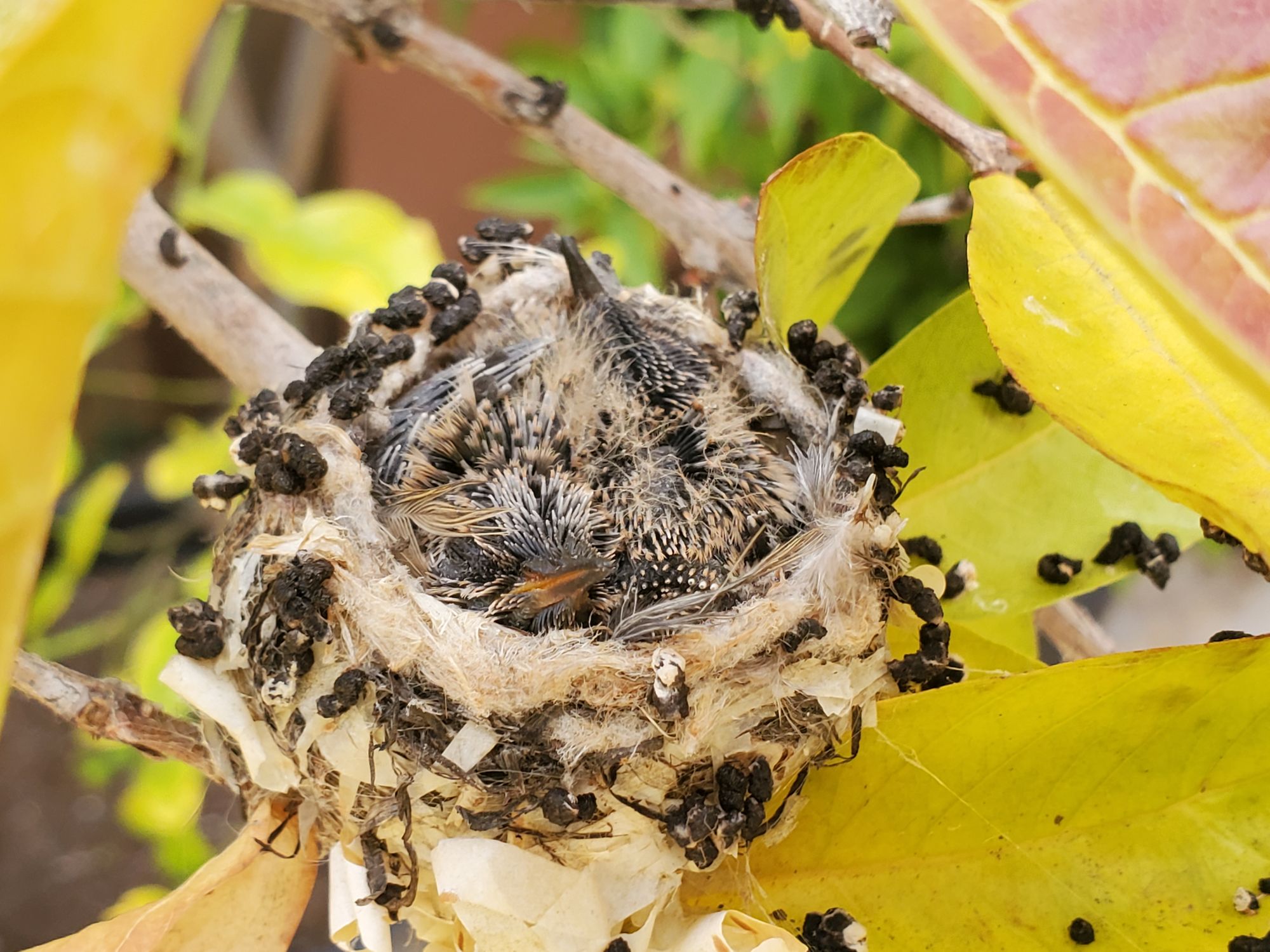 Backyard Hummingbirds