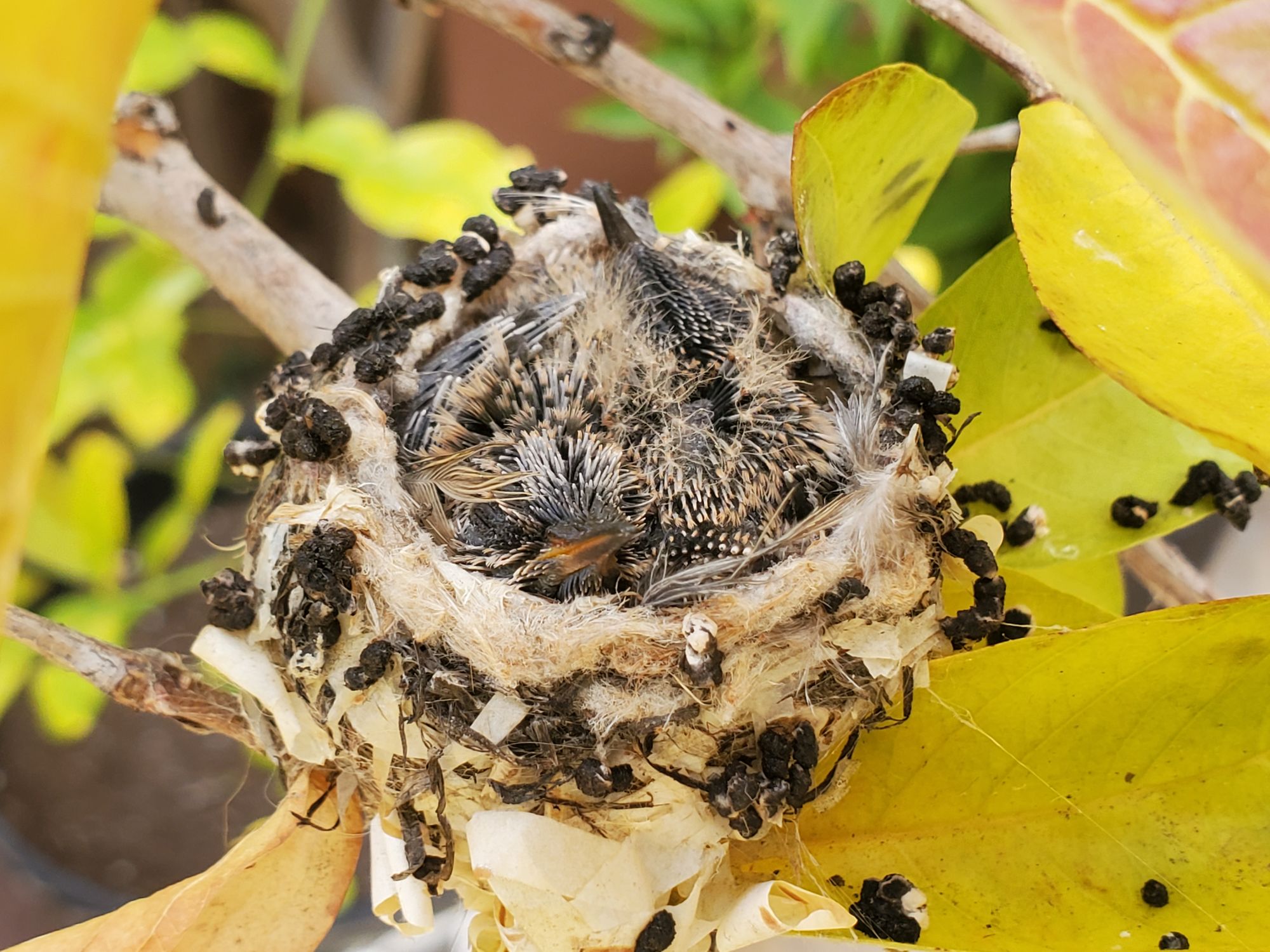 Backyard Hummingbirds