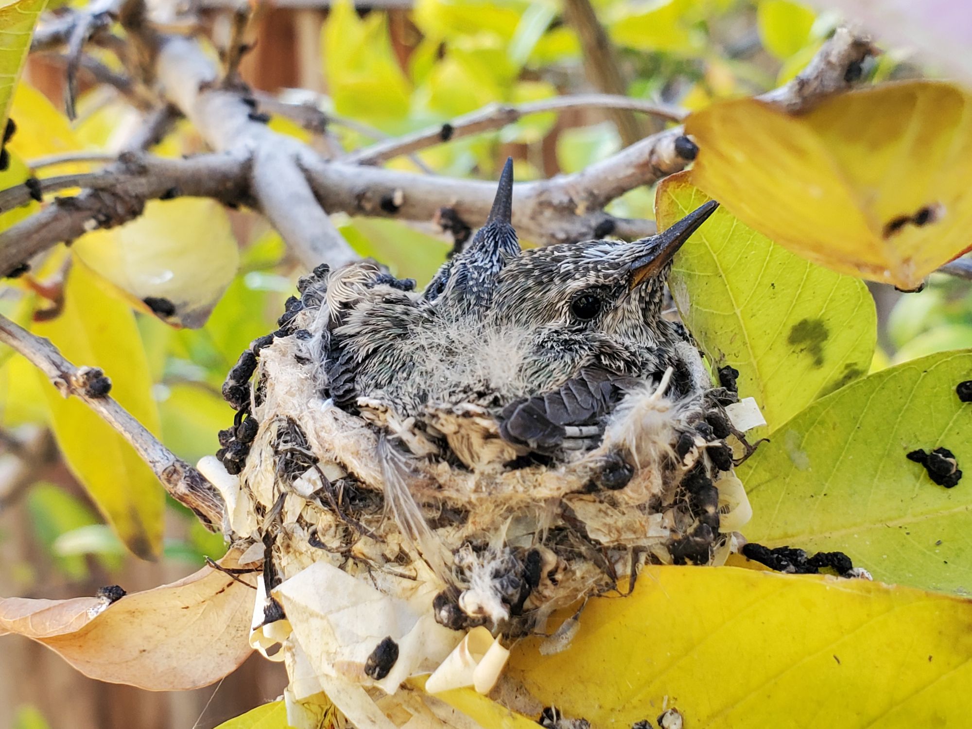 Backyard Hummingbirds