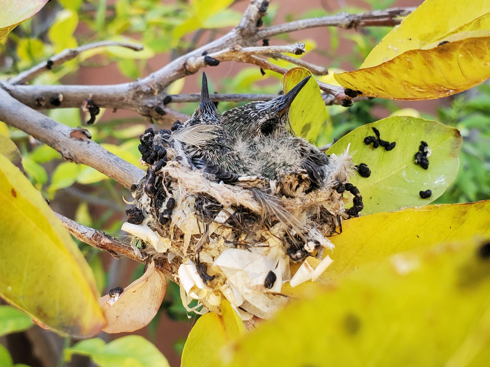 Backyard Hummingbirds