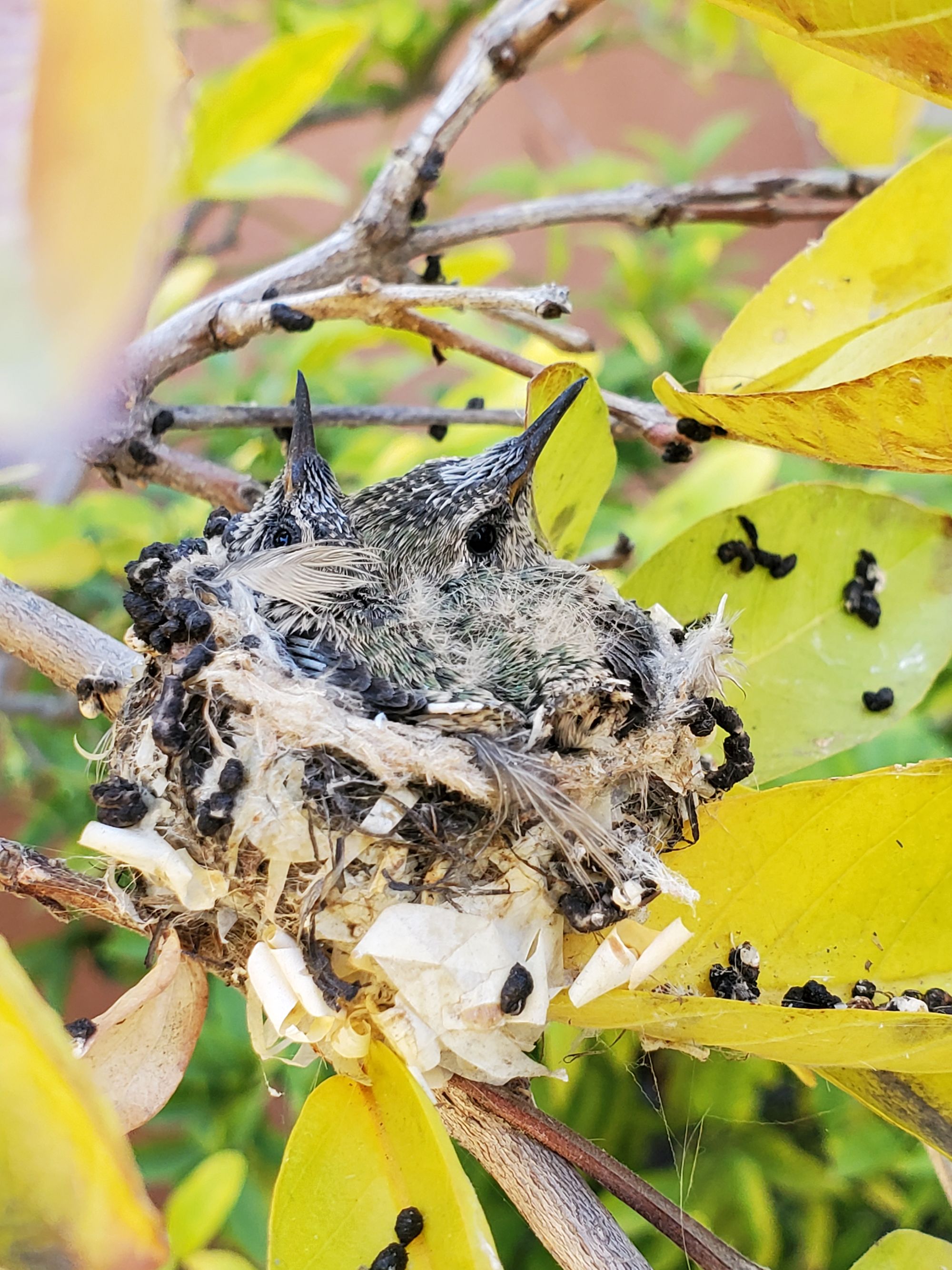 Backyard Hummingbirds